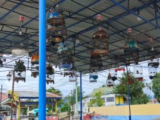 Akhir Tahun Meriah: Pecinta Perkutut Gorontalo Gelar Latihan Bersama dan Bagi-Bagi Doorprize