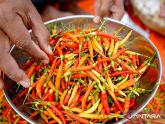 Gorontalo Juara Nasional Konsumsi Cabai Rawit: Tertinggi Se-Indonesia, 0,4 Kg Per Orang Per Bulan