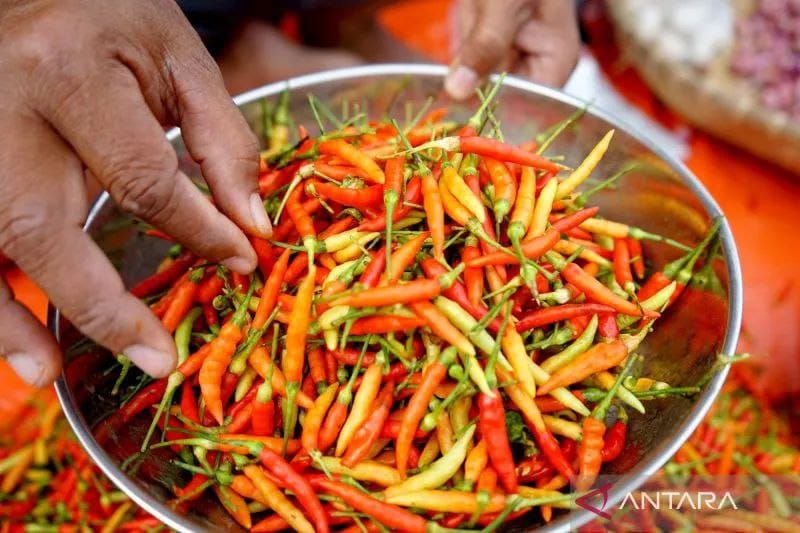 Cabe Rawit ( Foto: Ist)