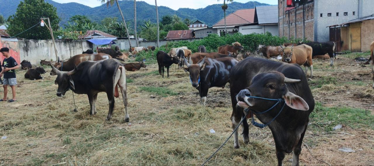 Sapi Kurban : dilapak Kelurahan Pauwo ( Foto: Fahri)