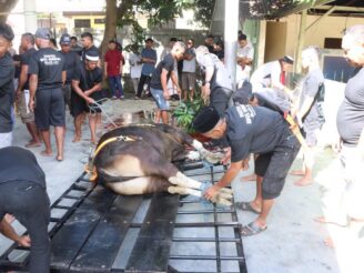 ‎Polda Gorontalo Qurban 22 Sapi dan 3 Kambing di Idul Adha 1446 H, Daging Dibagikan ke Warga dan Panti Asuhan