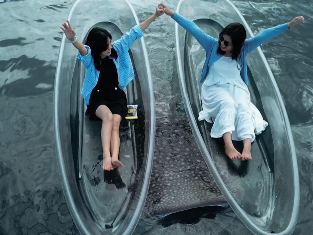 Wisata Hiu Paus Di Gorontalo ( Foto: Hms)