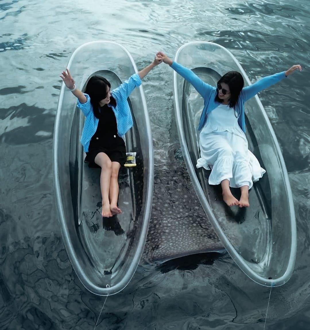 Wisata Hiu Paus Di Gorontalo ( Foto: Hms)