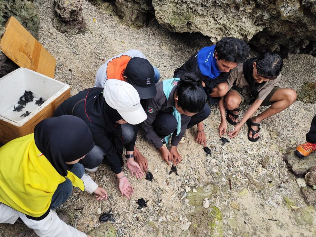 pelepasan tukik di pesisir pantai oleh Mapala Belantara dan Pecinta  Gorontalo, minggu 17/8/2025