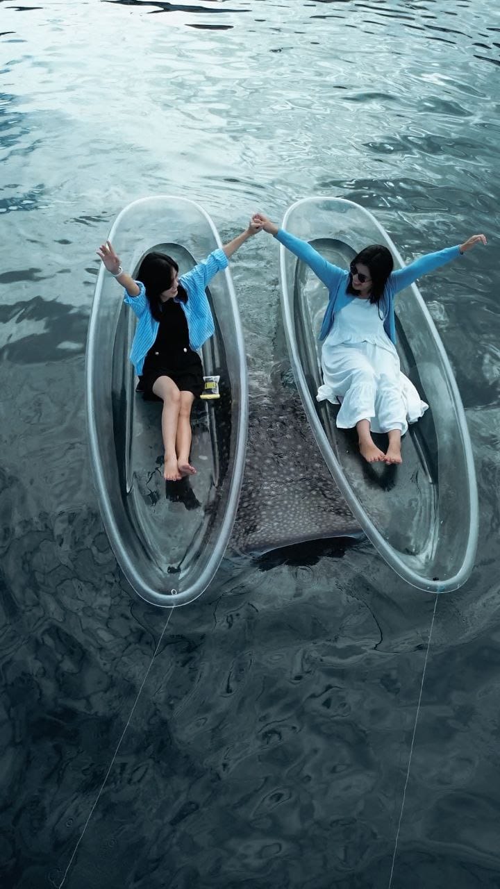 Wisata Hiu Paus di Gorontalo ( Foto: Hms)